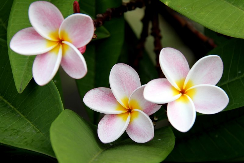 Flowers of Mauritius