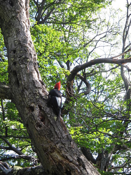 Colourful Patagonian Woodpecker