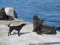 The dog sea lion relationship...