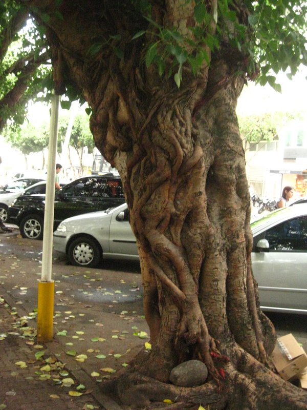 A cool Rio tree :-)