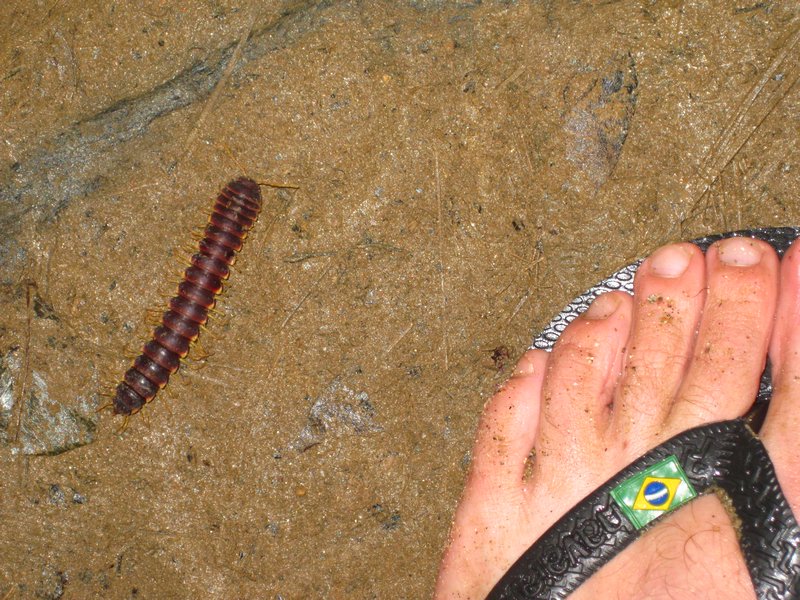 Yep, a ginormous centipede 