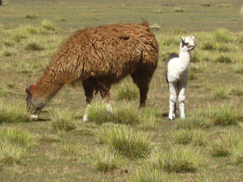 Llama and baby