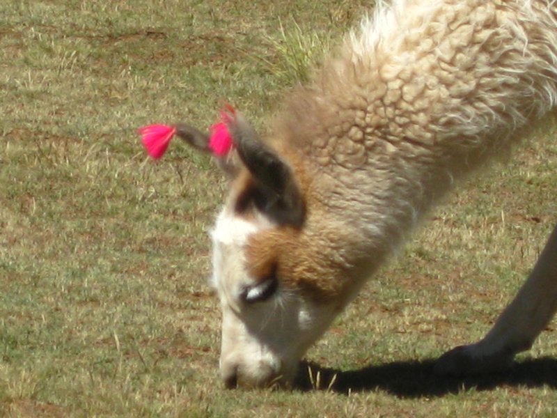 More llama
