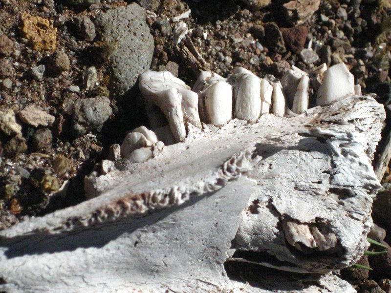 Llama jaw bone