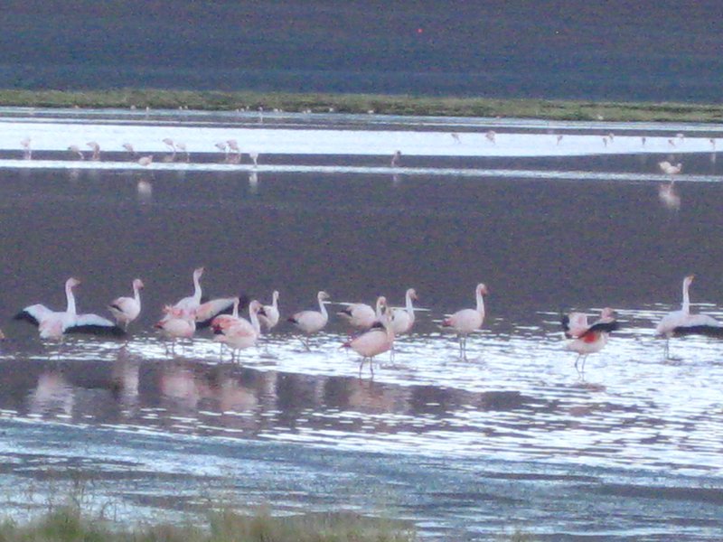 Flamingoes at Laguna Colorado