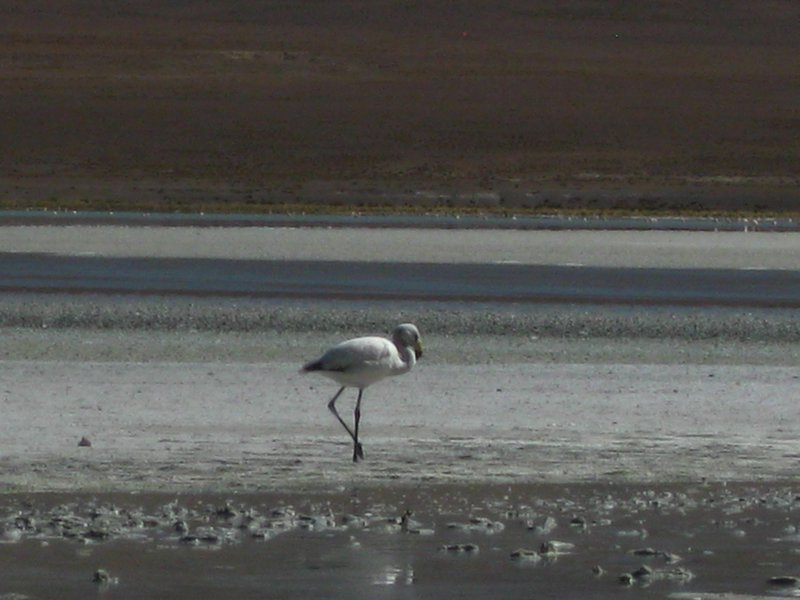 Gray flamingo