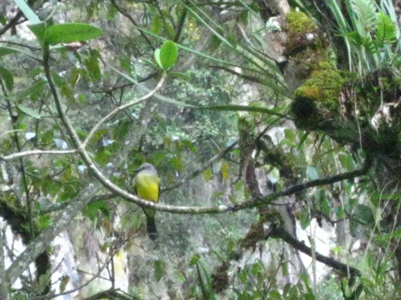 The Golden-crowned fly catcher