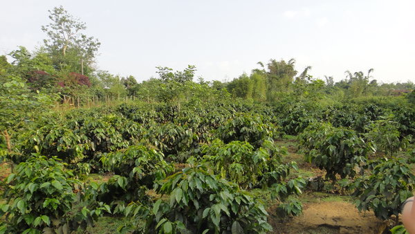 Les plantations de café de Mister Coffee