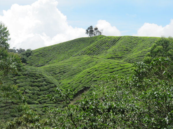 Les plantations de thé des Cameron Highlands