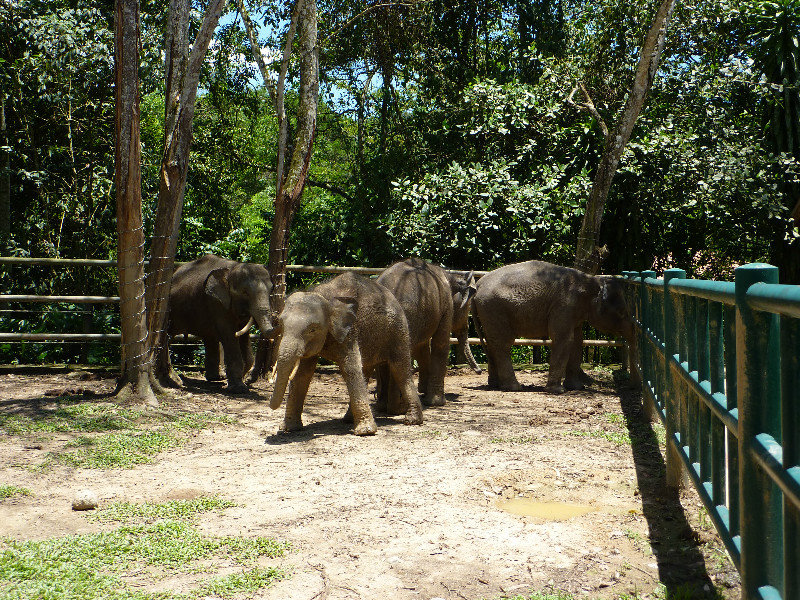 Pygmy Elephants....