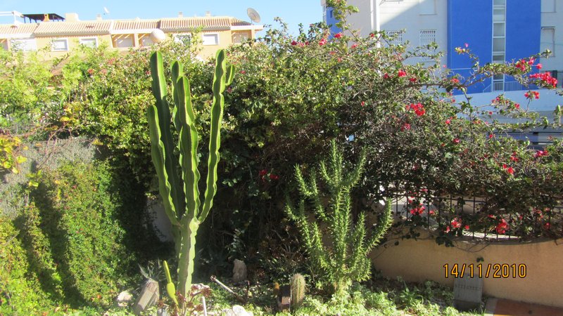 Kaktusfeld am Eingang