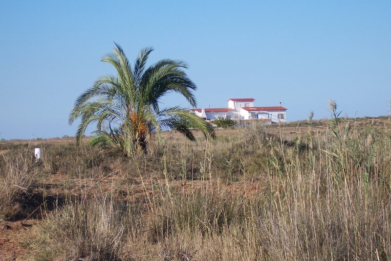 Einsame Palme in Richtung Isla Menores