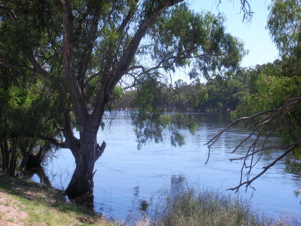 Murray River (2)