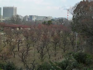 Osaka Castle plum grove (10)