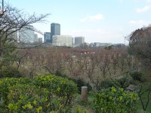 Osaka Castle plum grove (11)