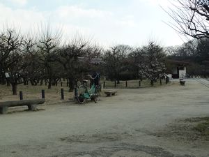 Osaka Castle plum grove (5)