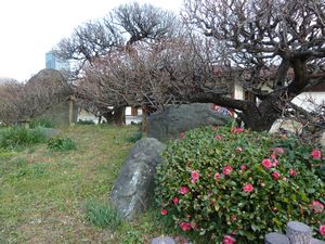 Osaka Castle plum grove (6)