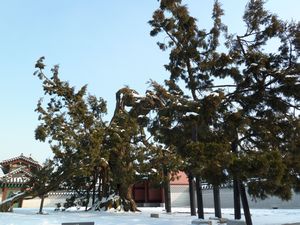 Historical Juniper Tree 750yrs (2)