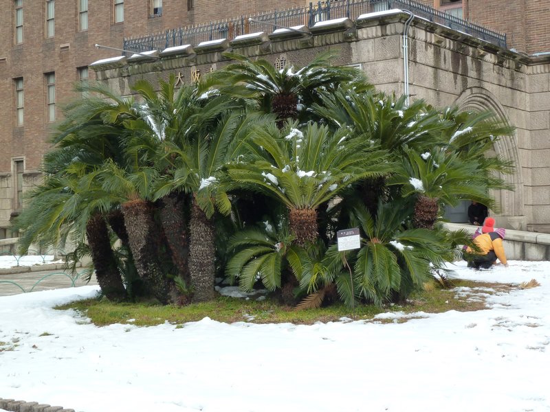 Osaka Castle Museum Snow palms