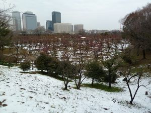 Osaka Castle plum grove (1)