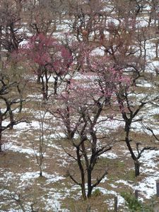 Osaka Castle plum grove (2)