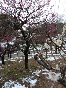 Osaka Castle plum grove (4)