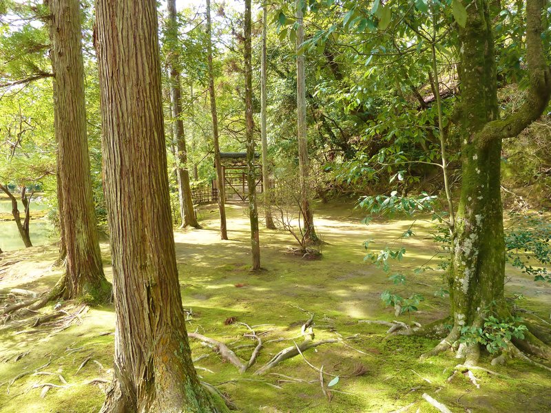 Kinkakujin Golden Pavilion Forest