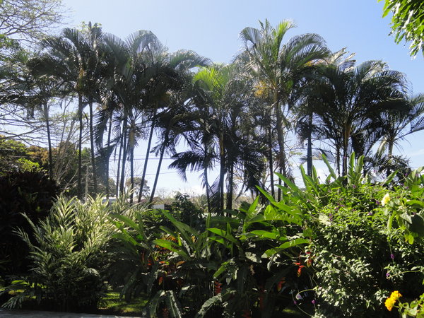 many palm trees around Ana's Place 