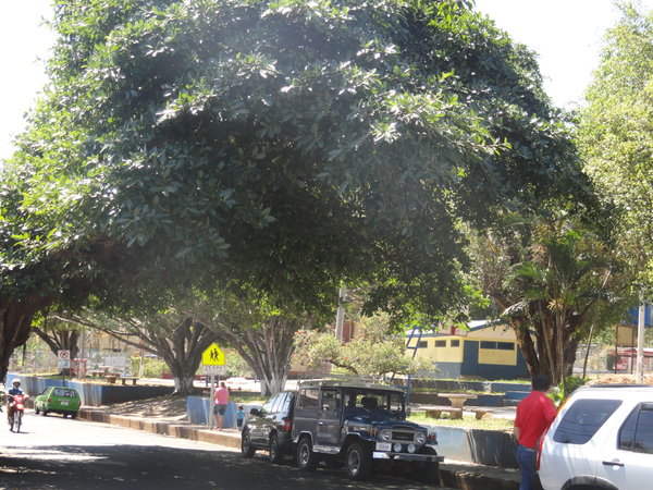 tree hanging over street