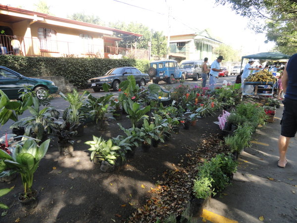 more plants at other end of feria