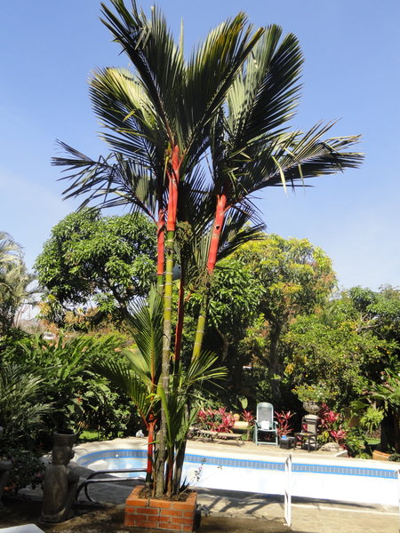 Notice the red on the palm tree trunk | Photo