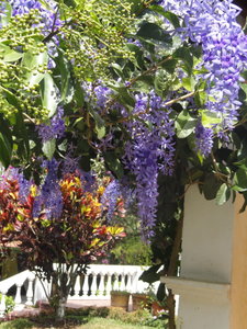 another shot of the beautiful overhanging flowers on the grounds of Ana's Place..just love this!