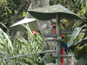both macaws on the grounds...again