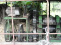 Machine to Process Sugar Cane into Granulated Sugar