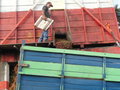 Coffee Beans Being Loaded on Truck to Ship to Processing Location 