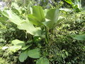 guided tour of Manuel Antonio...leaves of this plant are used to hold food as it works as a preservative