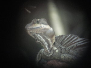 another view of lizard