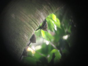 Three bats we saw clinging to a tree