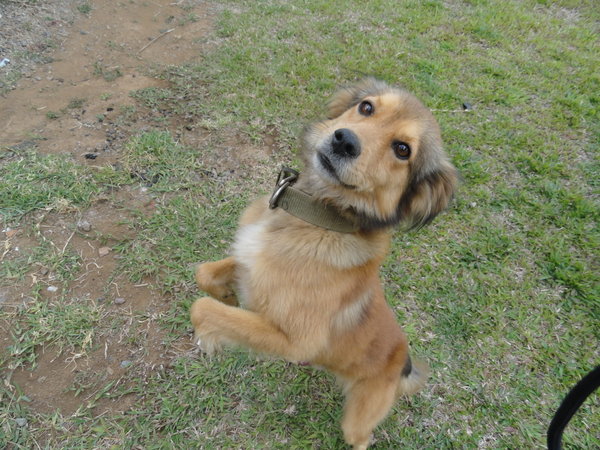 Jay's dog happy to see us!