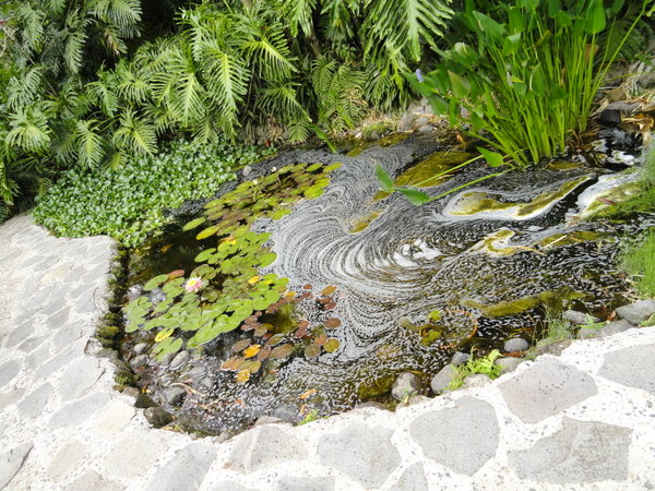 Pond at Botanical Gardens 