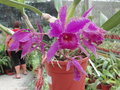 Orchids in Greenhouse at Lankester