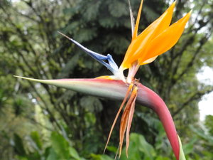 Bird of Paradise at Lankester Botanical Gardens