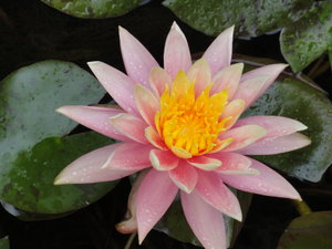 Water Lily in a Pond 