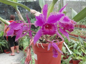 Orchids in Greenhouse at Lankester