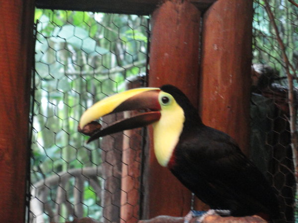 Most Common Variety of Toucan in CR
