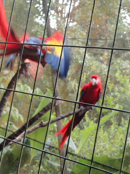 One Macaw in Flight