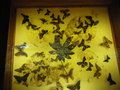 Insect & Butterfly Displays
