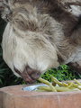 Upside-Down Sloth Eating Green Bean 