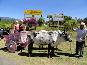 Tico with Oxen & Cart on the way up to La Paz