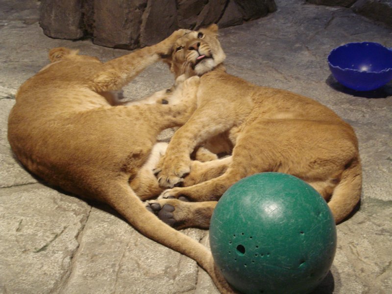 Two cubs